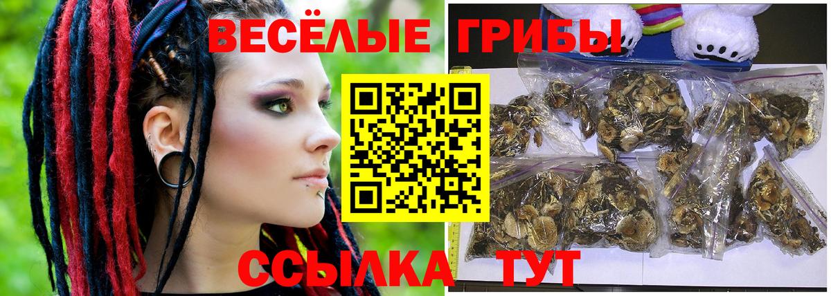 Псилоцибиновые грибы MAGIC MUSHROOMS  Бор  Псилоцибиновые грибы прущие грибы 